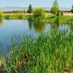 estates-spurwing-greens-pond