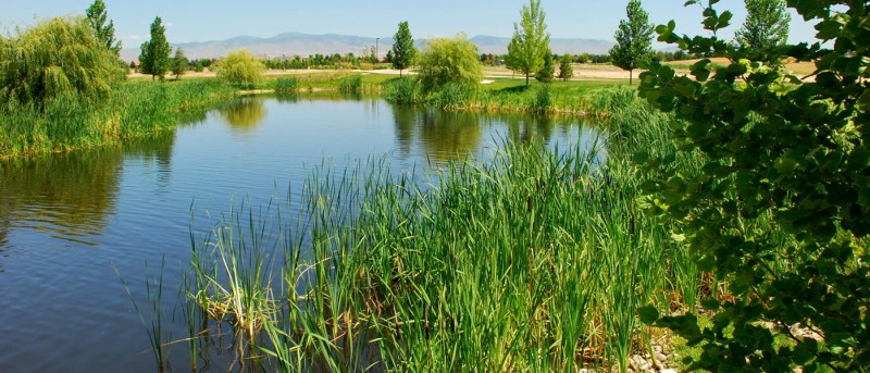 estates-spurwing-greens-pond